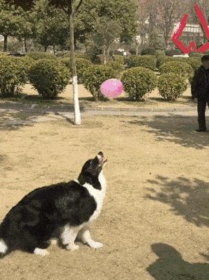 边牧和柴犬的优缺点,短毛边牧的优缺点