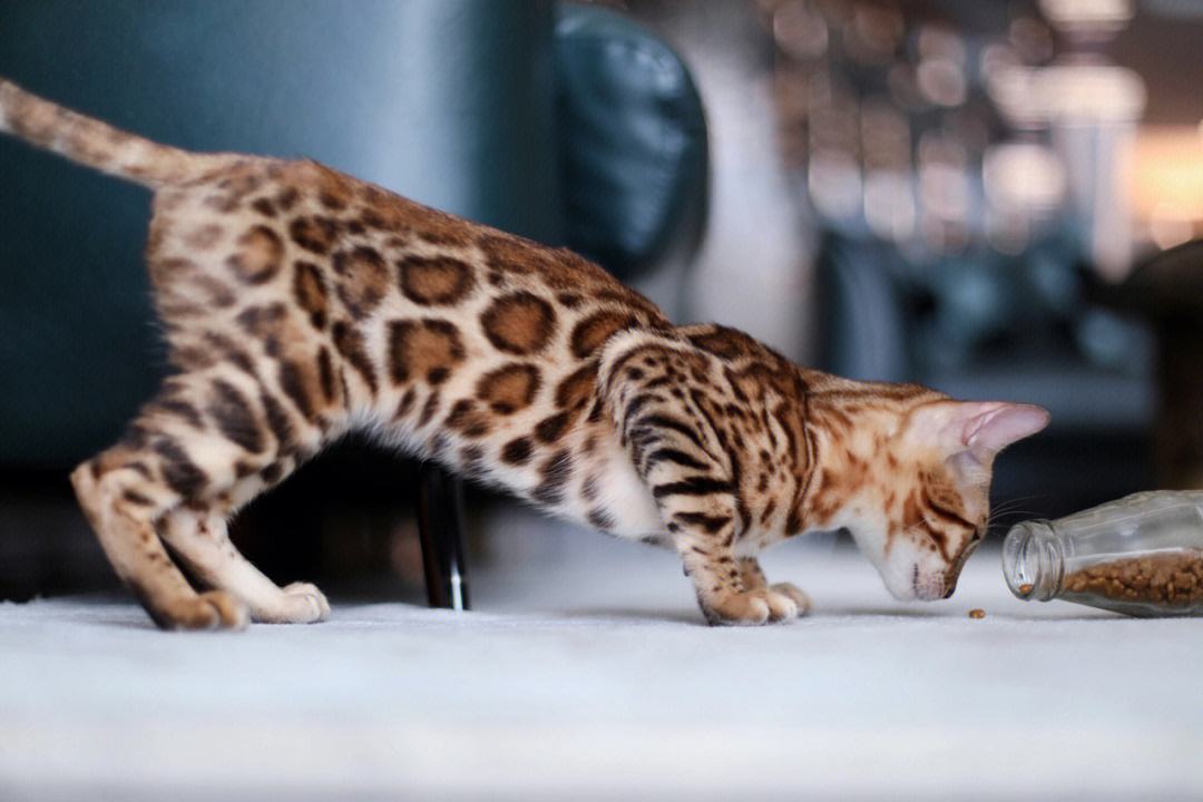 如何选择适合自己的一只猫,拥有一只猫你会获得什么呢