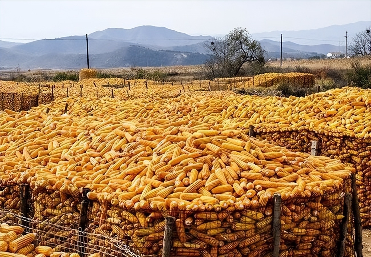 玉米在我国粮食安全中地位,当前玉米是我国第一大粮食作物