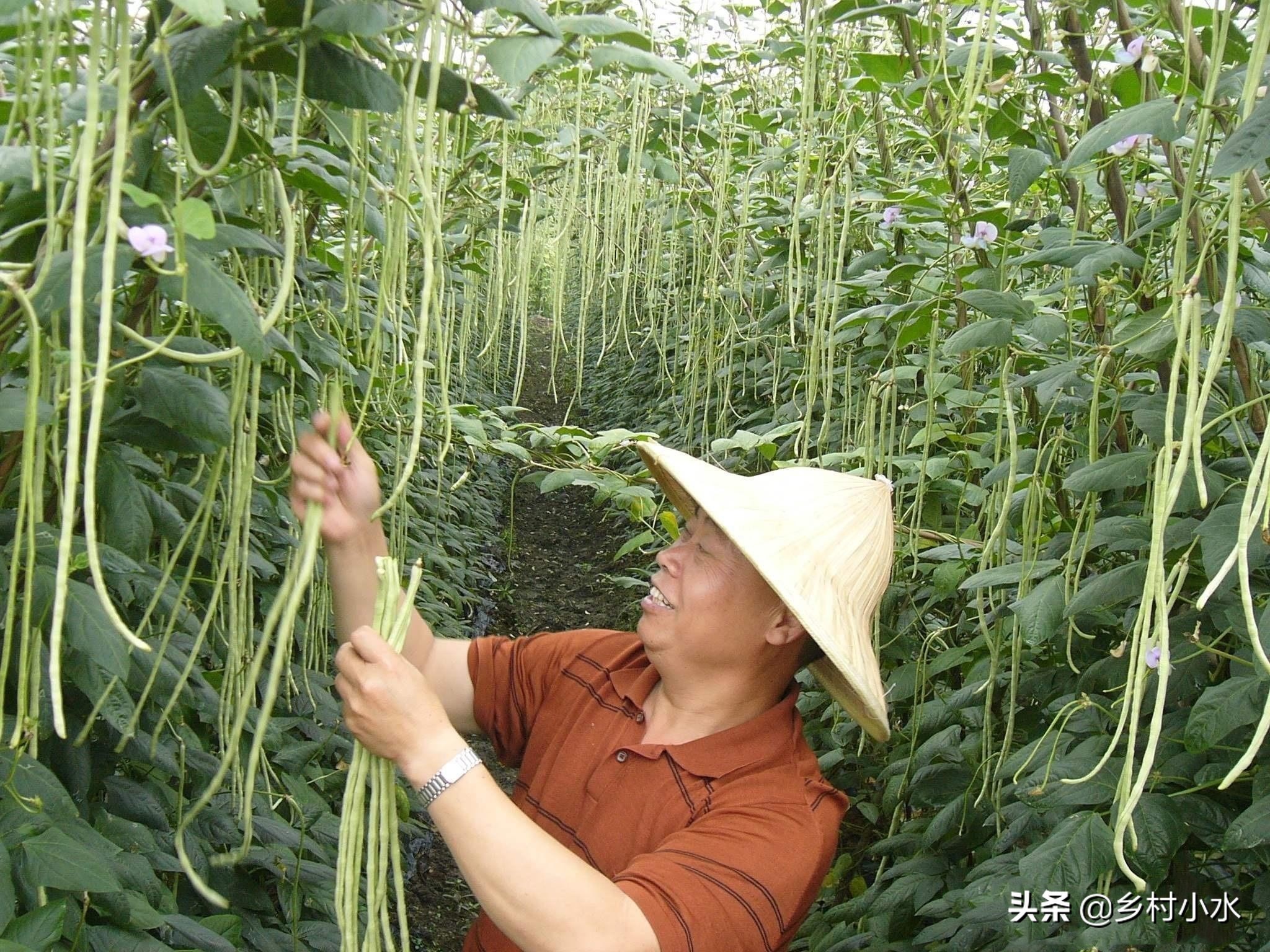 豆角怎么种植高产,如何种植豆角高产秘诀