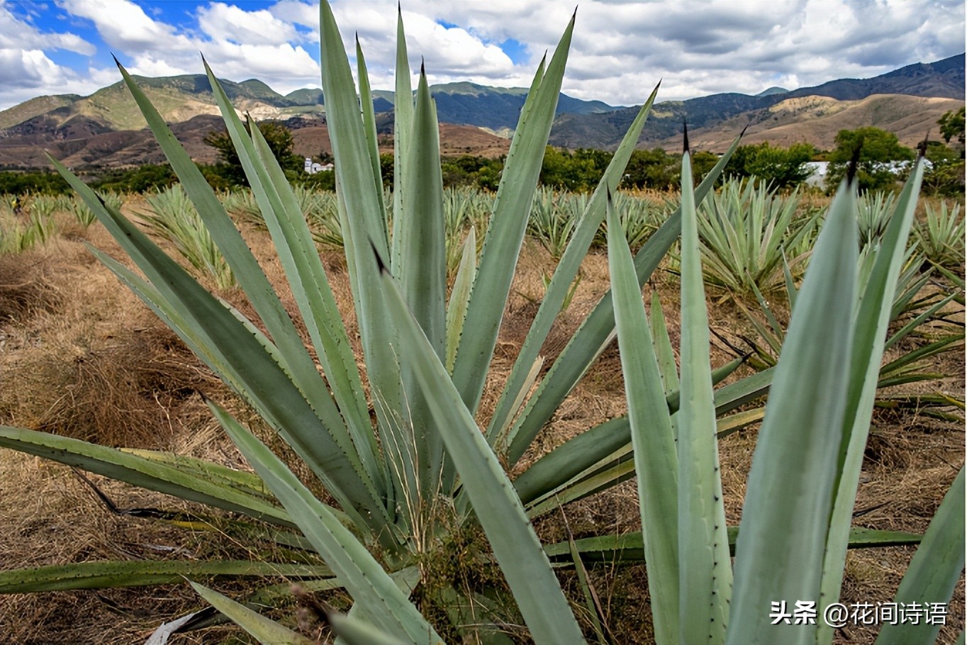 屋内除甲醛效果最好的方法,屋内除甲醛最好的方法