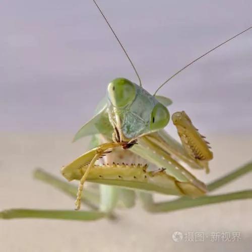螳螂吃掉自己丈夫的头,螳螂为什么吃掉配偶螳螂吃蛇