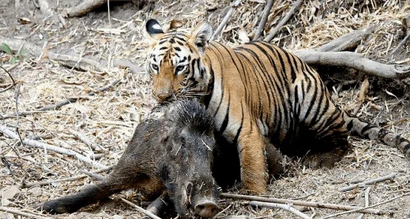 野猪冬天为什么上最高山头过冬,东北冬天的野猪喜欢在什么地方
