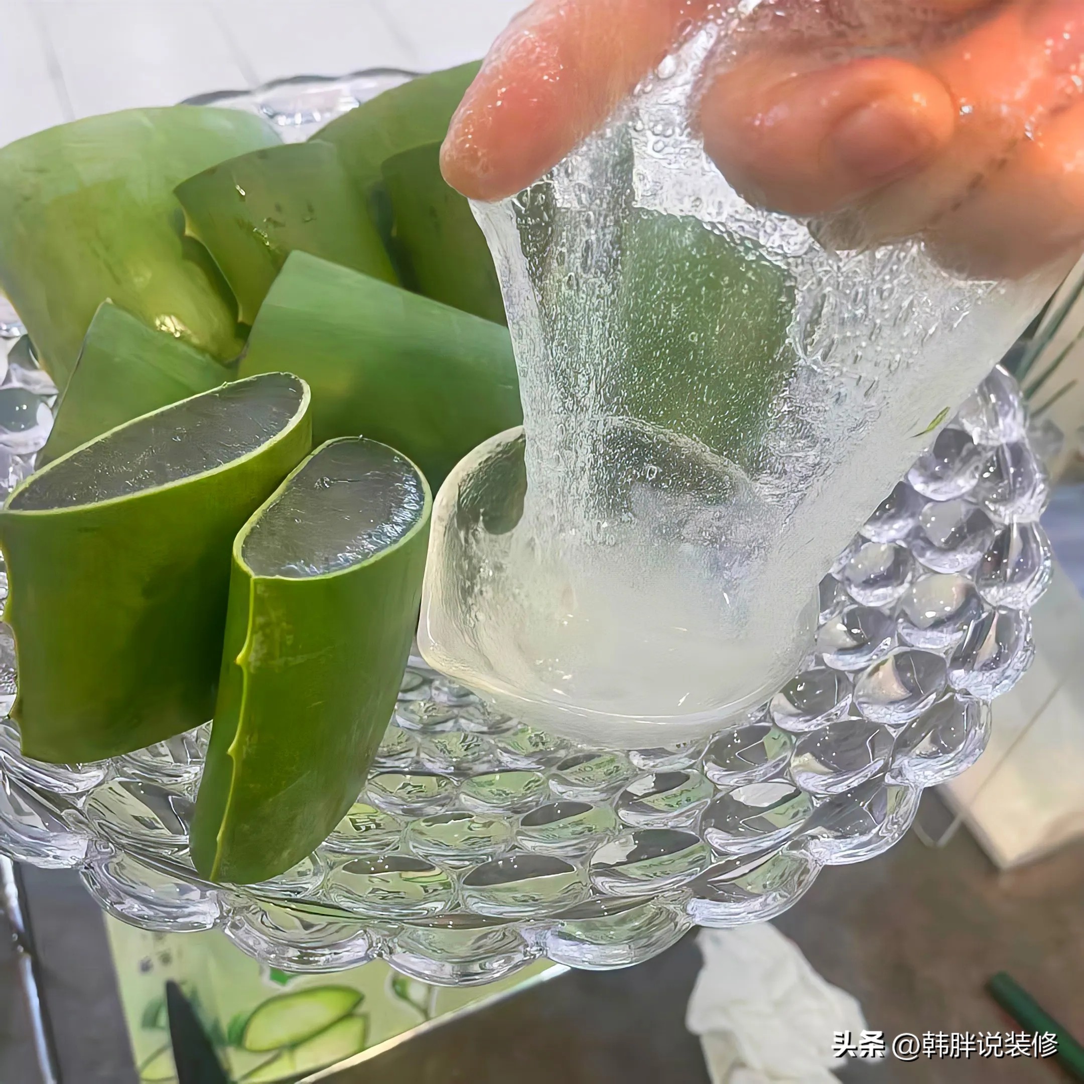 最吸甲醛的15种花能过冬,哪种花能吸甲醛最好养