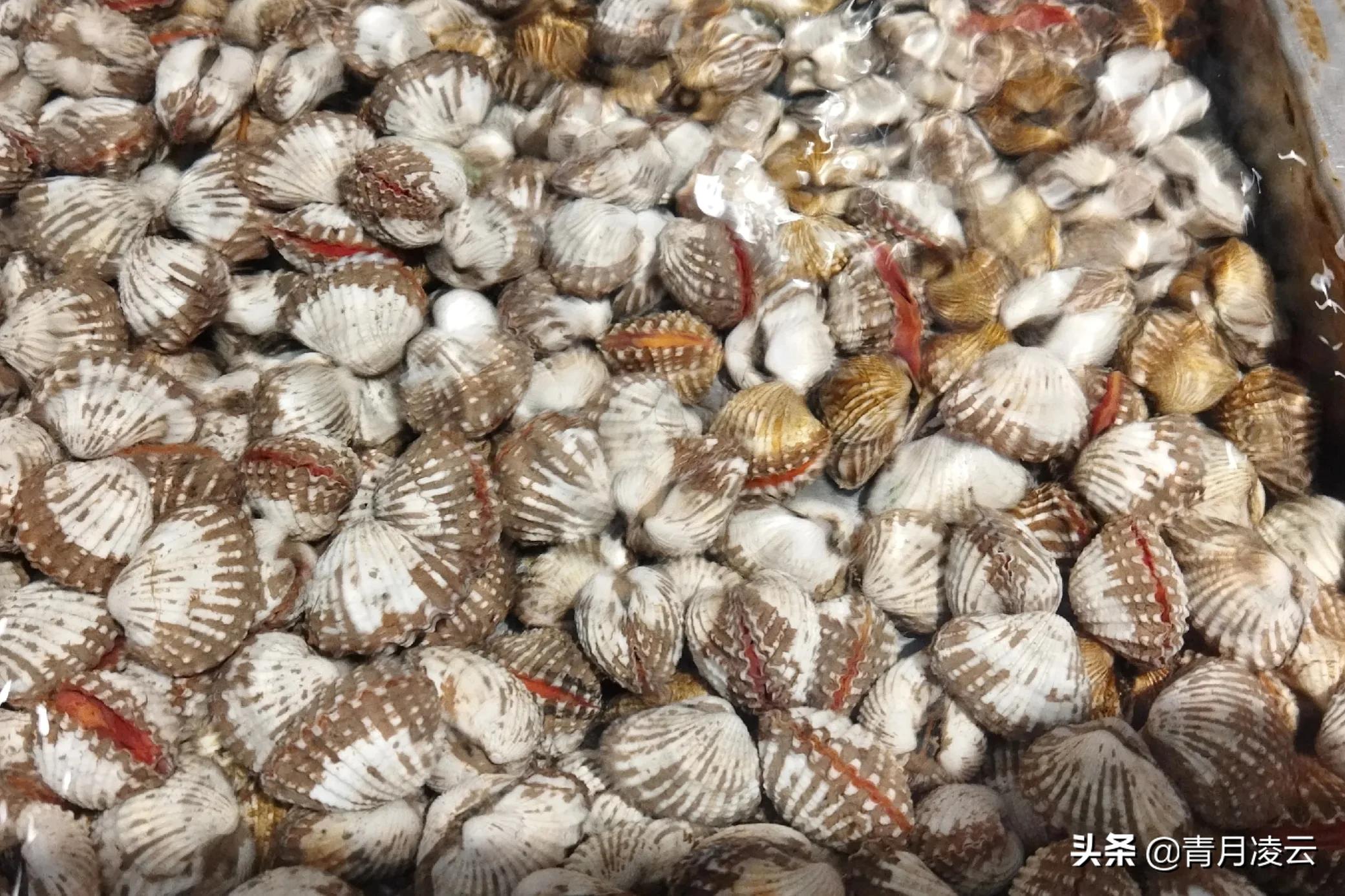 海鲜市场常见海产品图鉴,海鲜市场常见海产品图鉴表图例