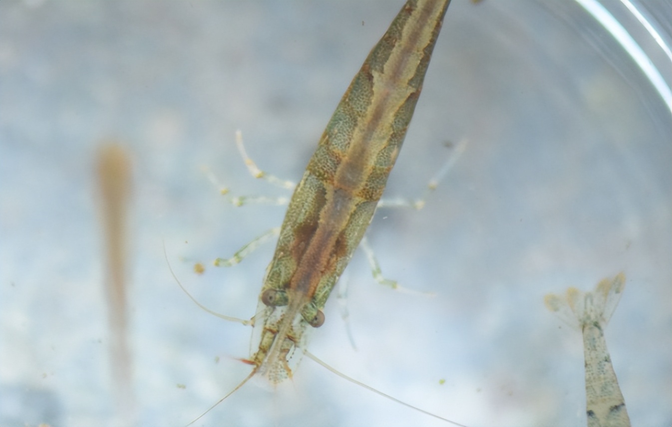 吡螨胺对以掌肢新米虾、泉膀胱螺和金鱼藻为主的生态系统的影响