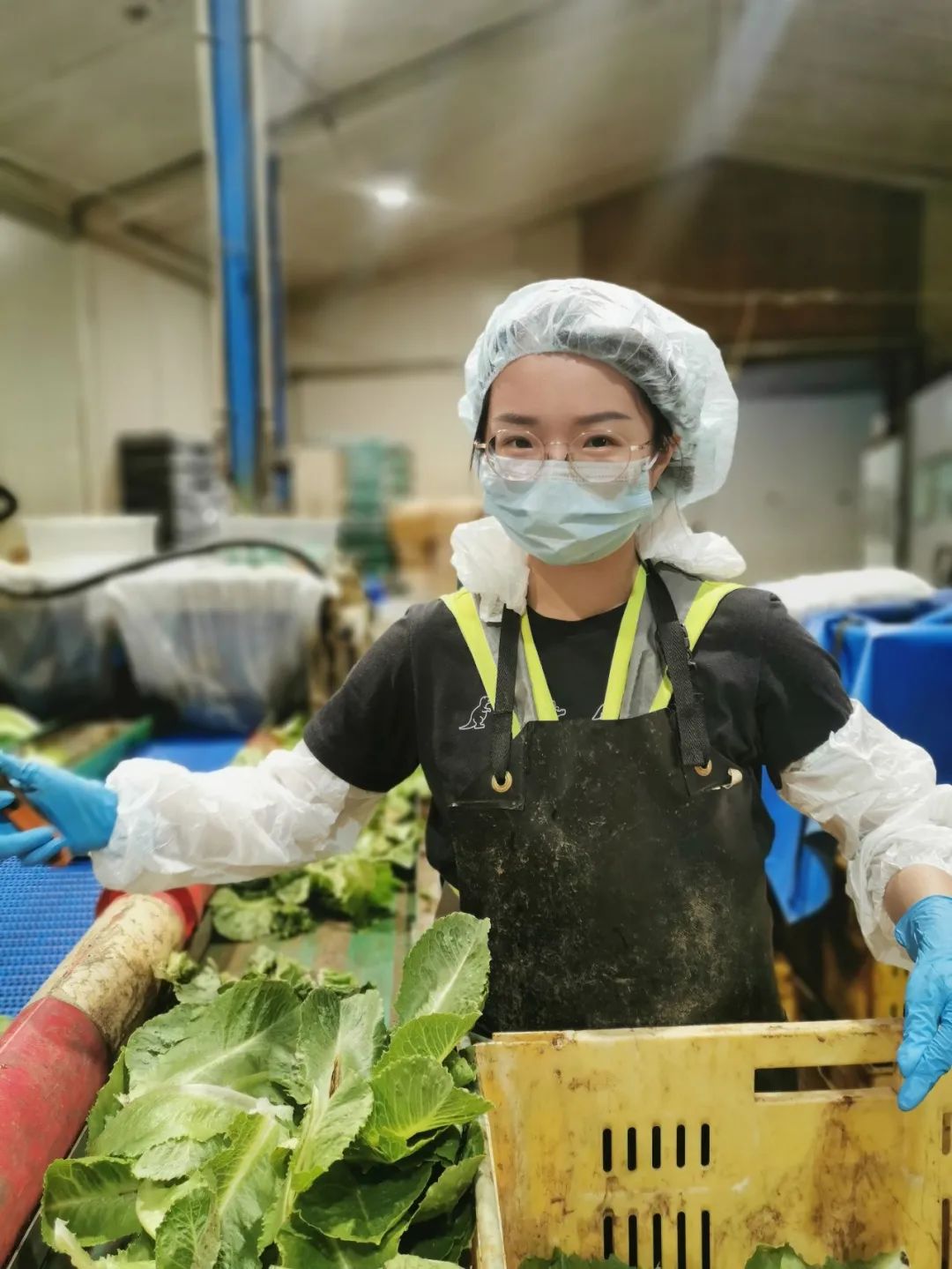 95后特特在新西兰：进厂切白菜，月入2万，感染新冠领千元补贴