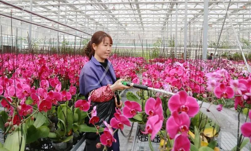 武都区石门镇青陇现代农业产业园,陇南武都青陇现代农业产业园