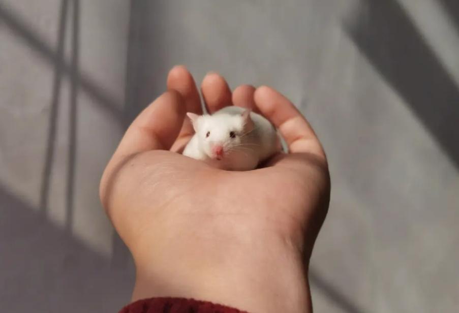 人类真的能杂交吗,人类动物能混血吗