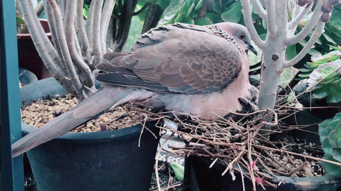 大斑鸠要吃小斑鸠吗,斑鸠喂食的危害