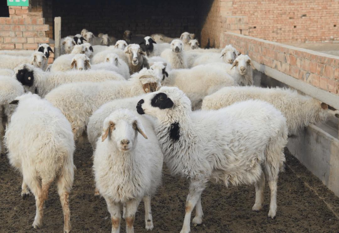 最近最火的羊哪个羊好吃,冬季吃羊哪家强