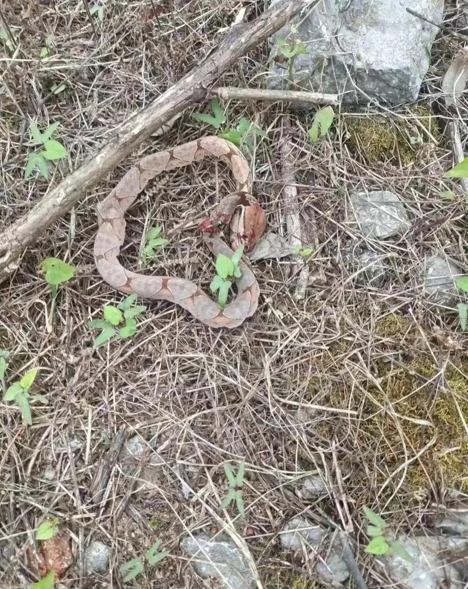 下手真狠，蛇头都给打歪了。