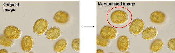 生物医学信息与图像处理,生物医学图像