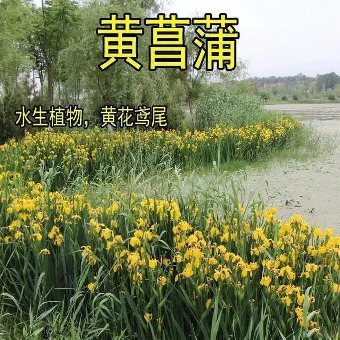 网购花卉养护骗局揭秘,花卉骗局揭秘大全图解