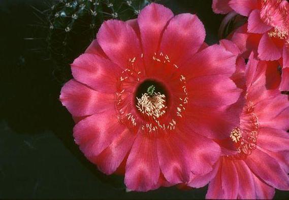 草球牡丹锦仙人球,大花彩草仙人球经典品种