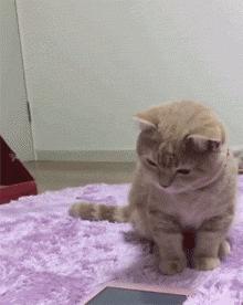 猫为什么跟你一起睡,猫让你抱着睡觉是不是喜欢你