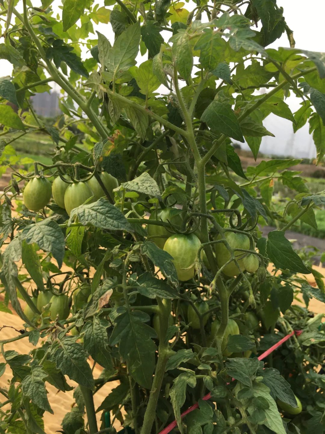 旭光车行雅迪电动车,旭光单车