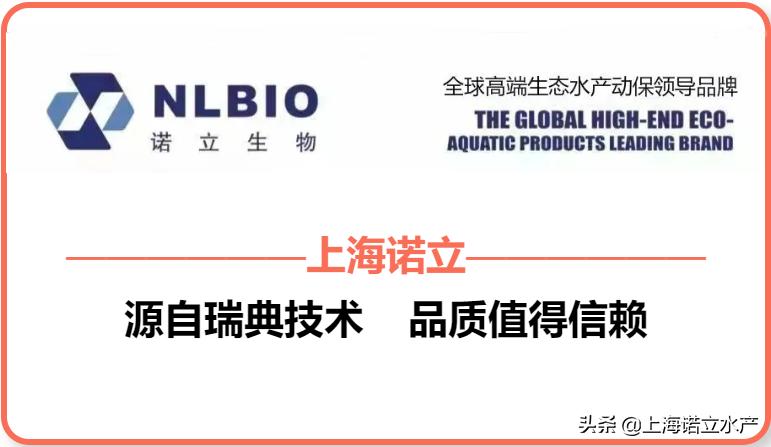 如何判断虾有没有弧菌了,为什么养虾弧菌越杀越多