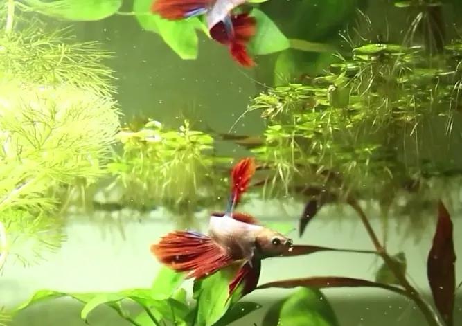 印尼斗鱼和泰国斗鱼的区别,印尼斗鱼能跟泰国斗鱼繁殖吗
