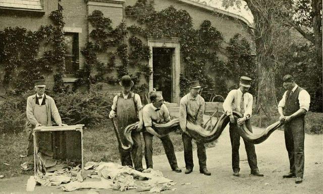 亚马逊的巨蟒有哪些,亚马逊巨蟒的资料