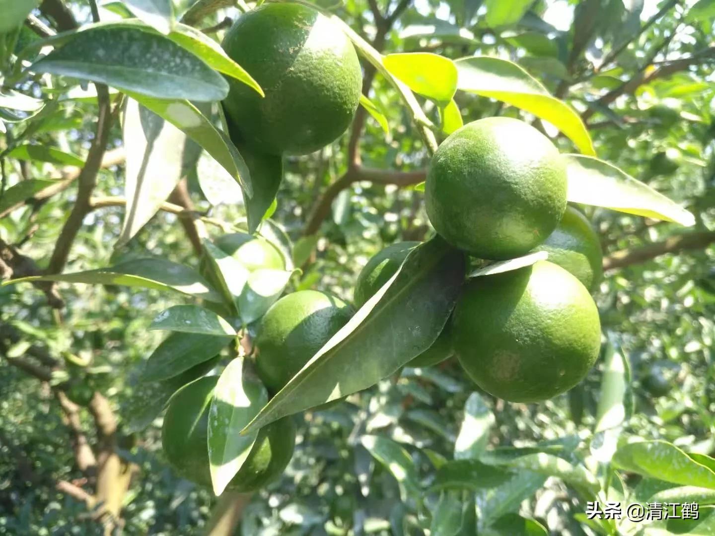 果皮光亮打什么药？多元素协同改善养分需求，才能真正净果靓果