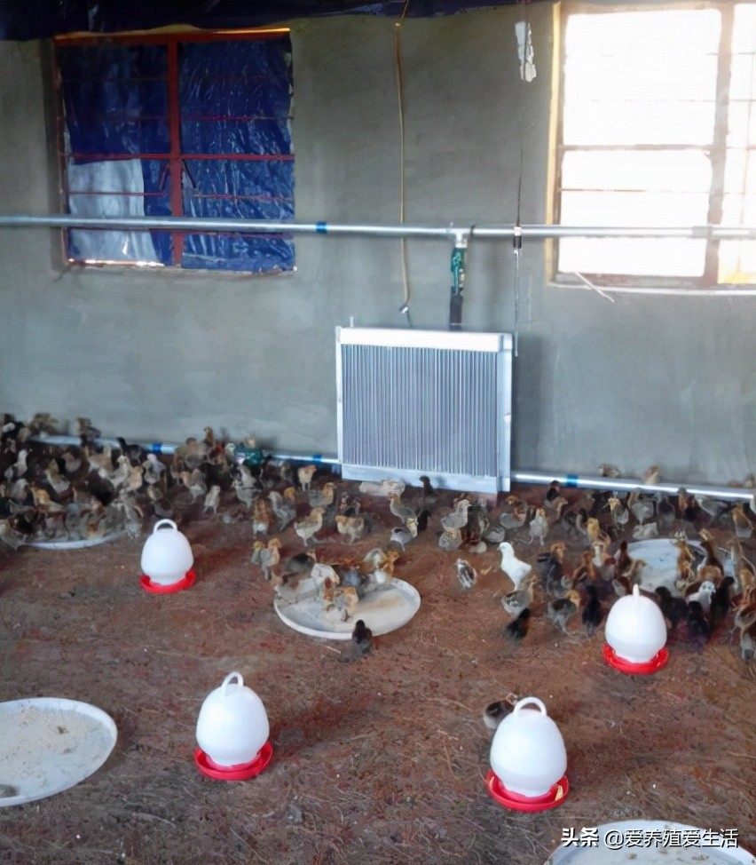 鸡育雏温度,鸡育雏最佳温度