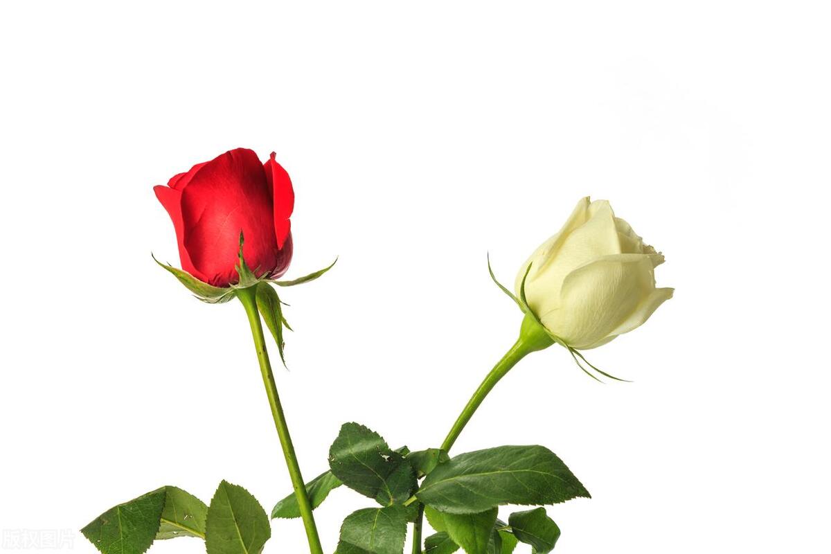 关于爱情的定义正确的是什么,德云社相声爱情哪有标准答案