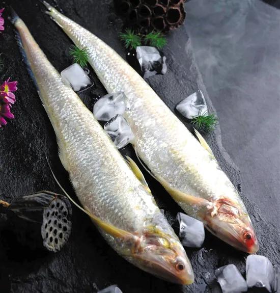 中国常见的淡水鱼全部图片,史上最全的淡水鱼图集