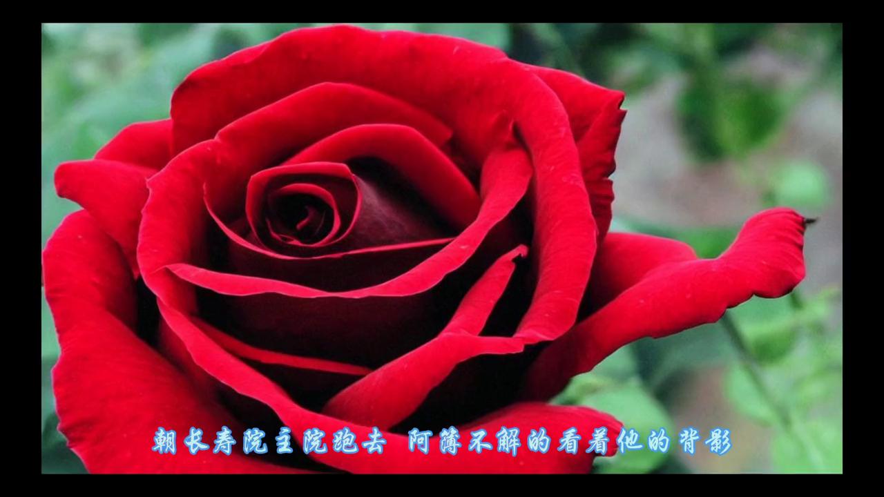 受伤严重,受伤严重的球员