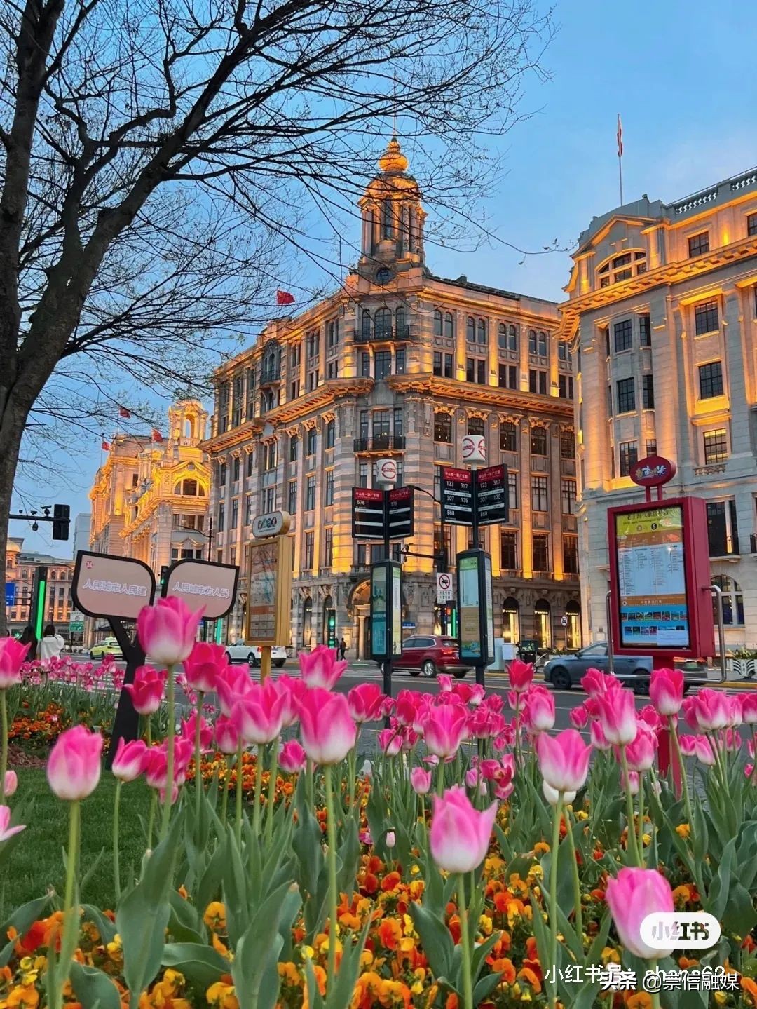上海的浪漫鲜花,上海最美的鲜花