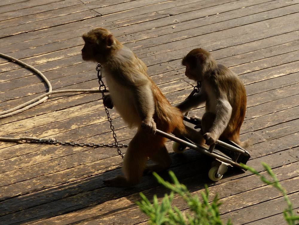 猴子为报复摔死25条狗,猴子为报复怒摔全村狗