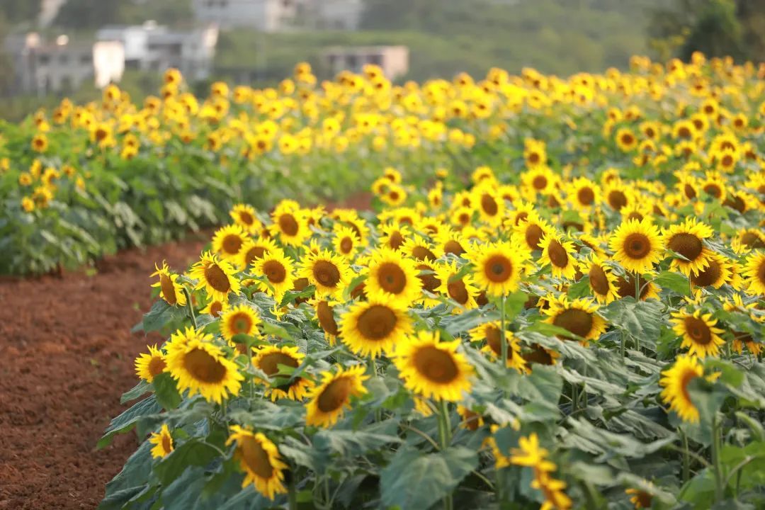 夏季避暑好去处爽爽的贵阳,贵阳赏花季