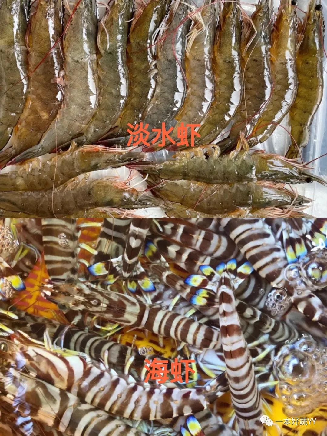 虾头能吃的部位图解,熟虾头哪里可以吃哪里不可以吃