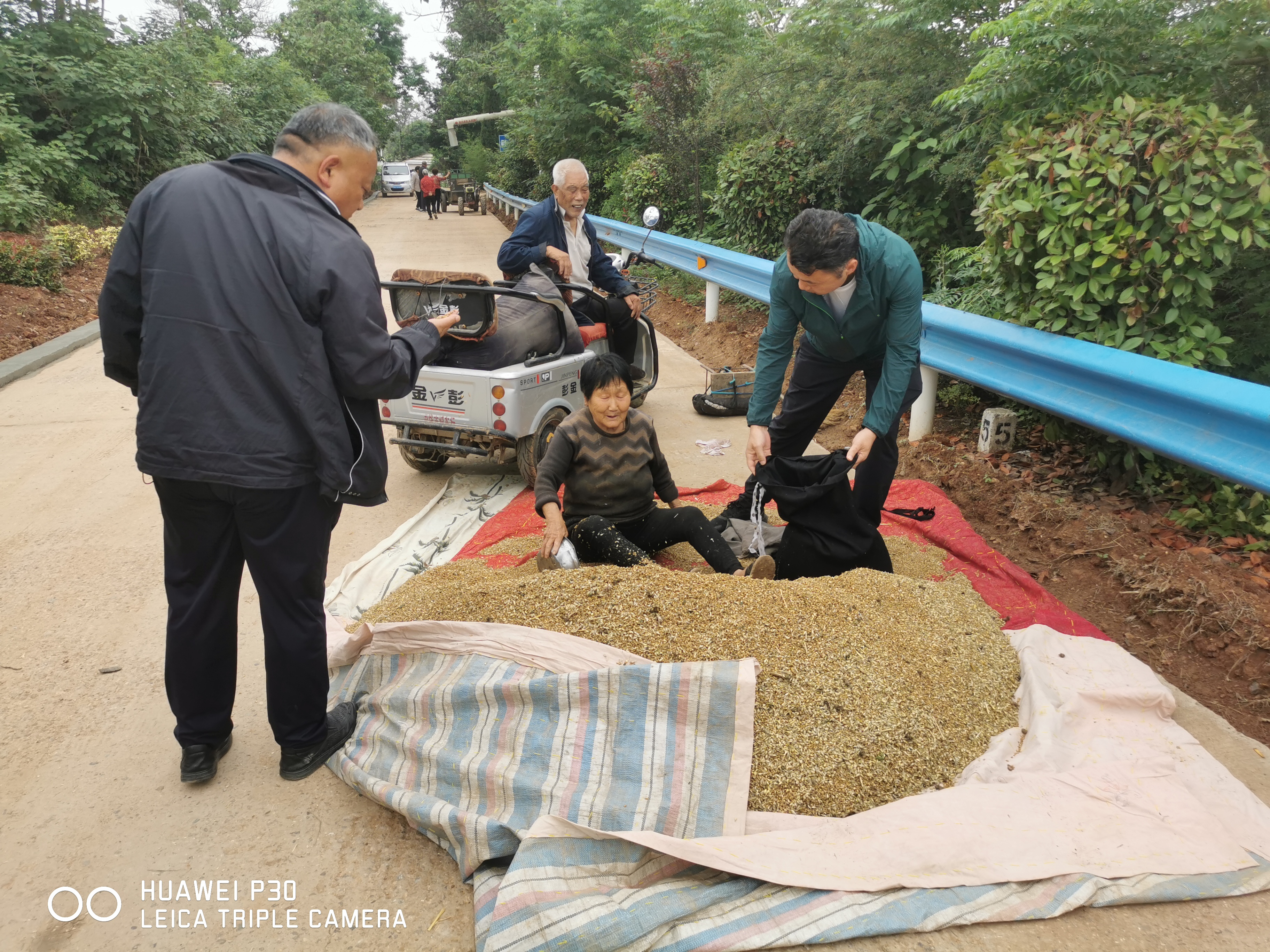 小麦发芽发霉是什么原因,今年遇到连续阴雨小麦发芽发霉