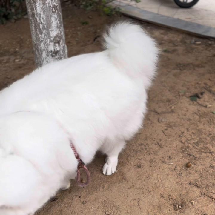 今天早起买了一块狗仗人势翻脸无情。跟朋友探讨了一下宠物...