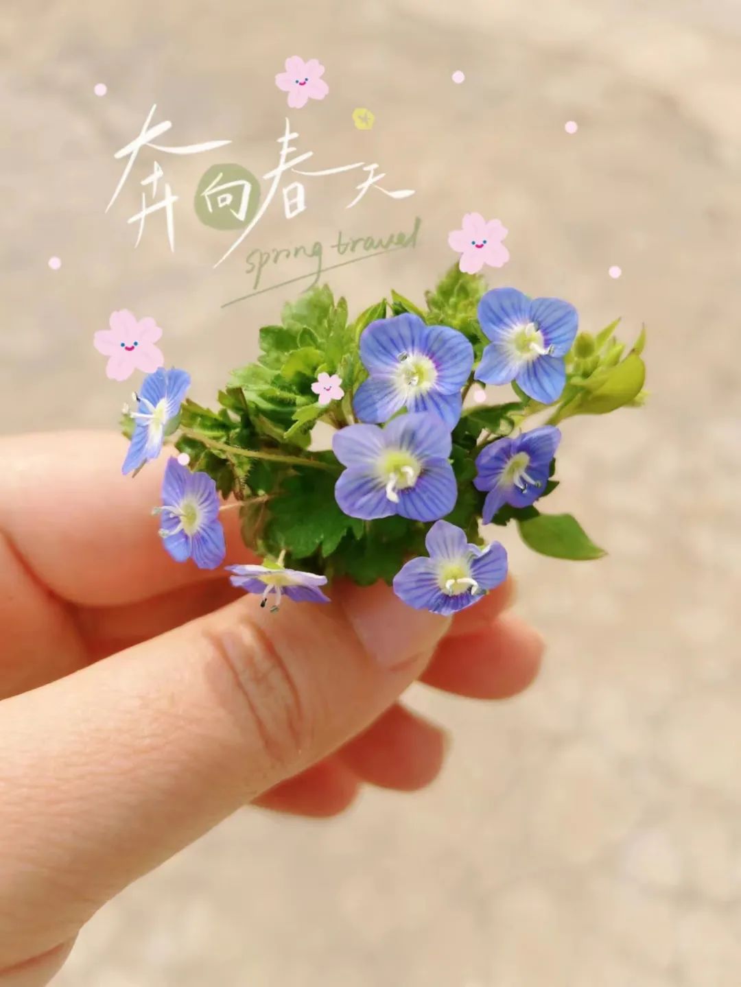 30款经典蓝紫色开花植物!别拉我,就让我坠入这梦幻的漩涡