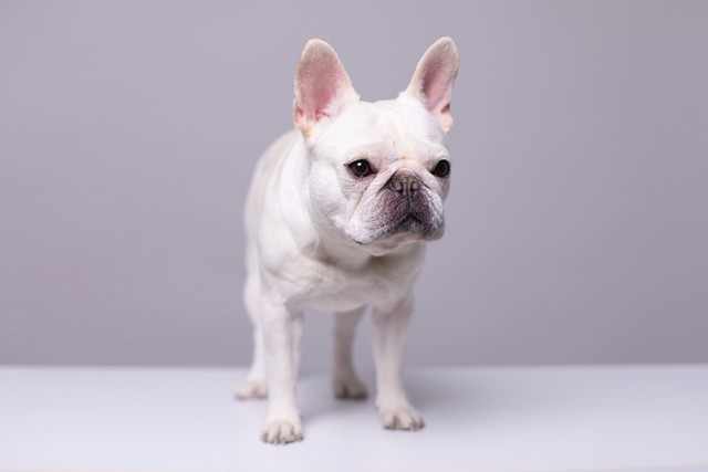 能看家护院的小狗叫什么,看家护院的小狗叫什么名字