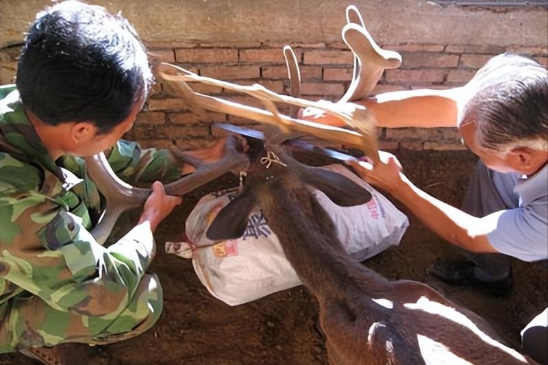 比黄金还要贵的中药材,最大的鹿茸贵吗