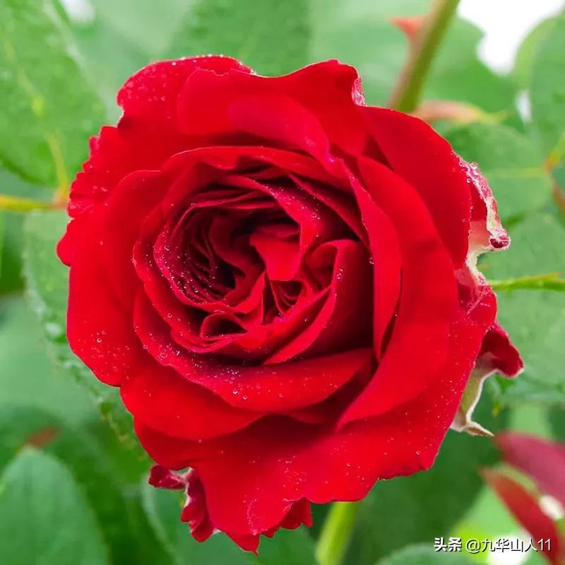 20cm大花重瓣月季品种,黄颜色大花月季是什么品种