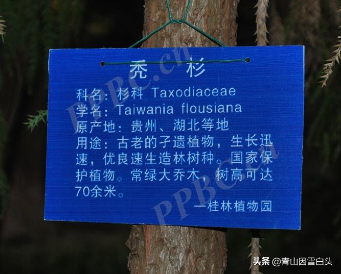 秃杉种多少年可以卖,秃杉树苗