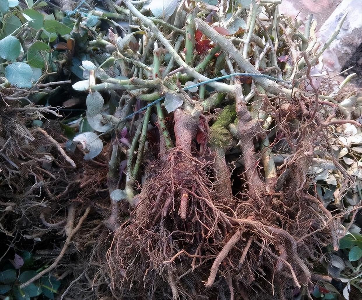 裸根老桩月季需要套塑料袋吗,裸根苗月季多少钱