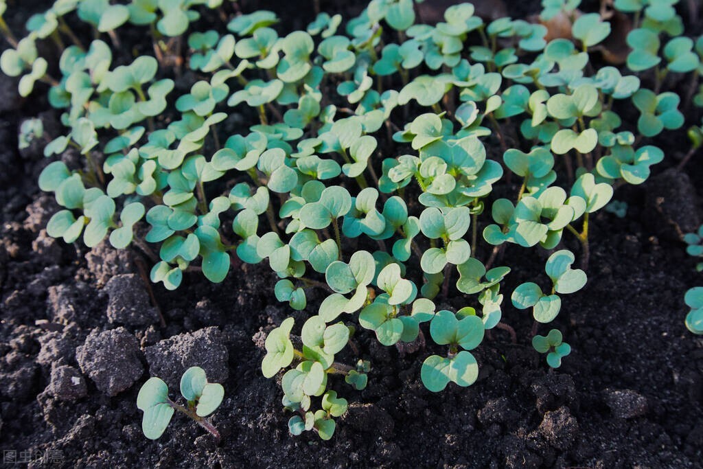 老祖宗种菜谚语,老祖宗留下的种菜口诀
