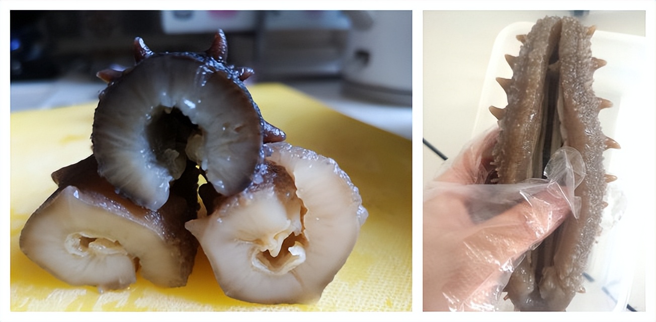 北极海参和辽参哪种价格高,辽参鲜海参500克价格表