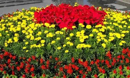 三年级美丽的校园300字优秀作文,美丽的校园作文500字左右五年级