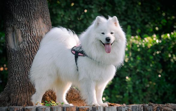 萨摩耶的优点和缺点好养吗,边牧和萨摩优缺点