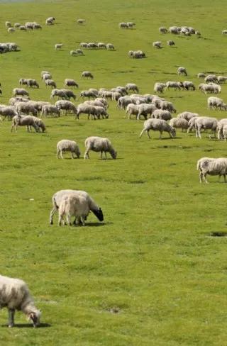 羊怎么改变命运,羊的性格命运