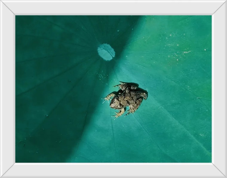 昆虫摄影艺术展,昆虫世界摄影欣赏