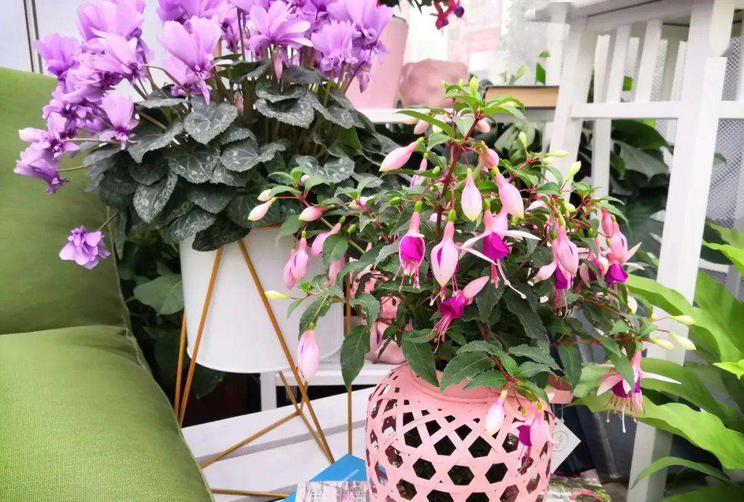 4种花适合新手养漂亮好养,20种坑人的花