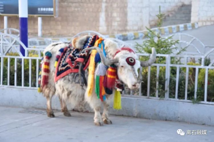 我们的旅行西藏之旅,我的西藏游记全部