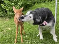 哈士奇离家出走，隔天竟然自己回来了，身后还跟了只小鹿